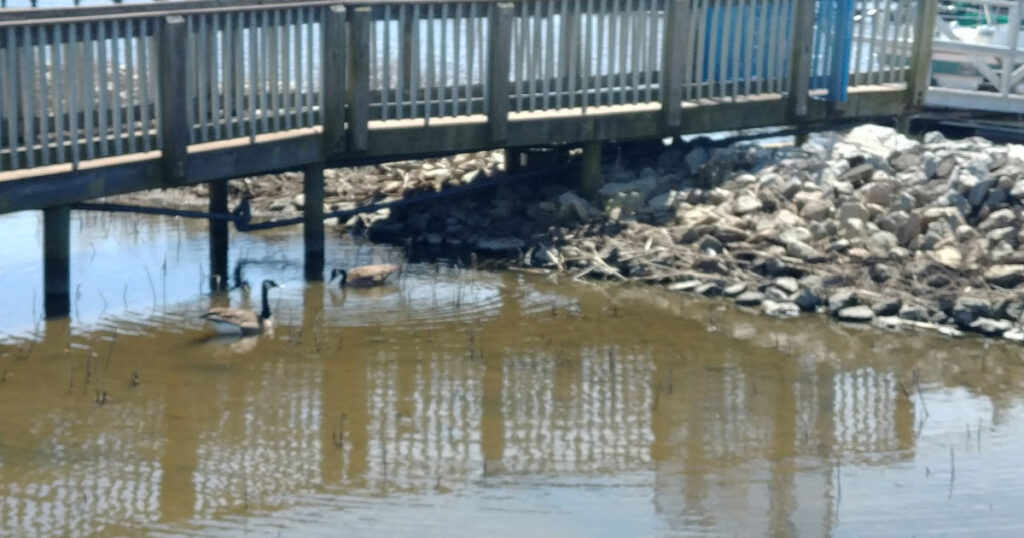 Geese on the Water