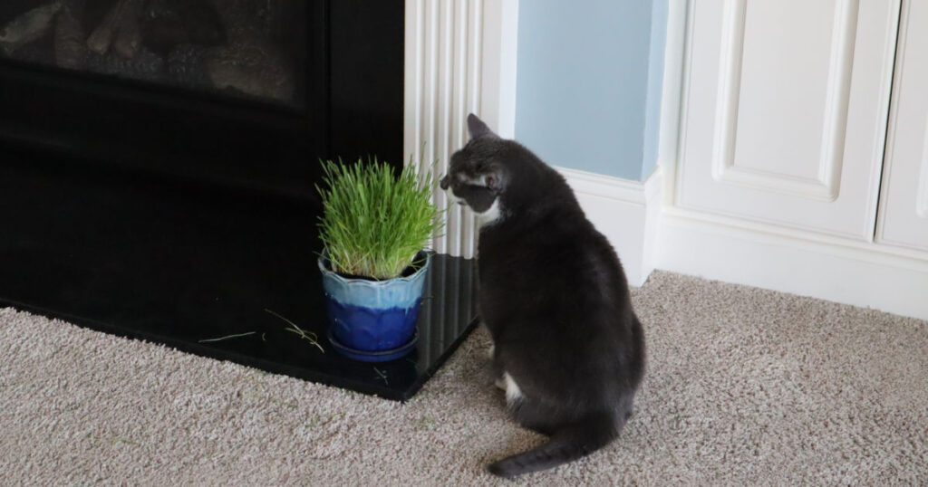 Sophie with Cat Grass