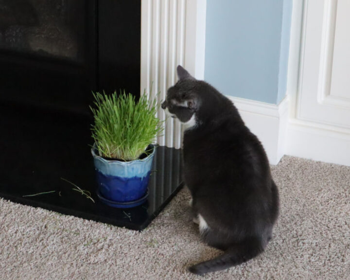 Sophie with Cat Grass